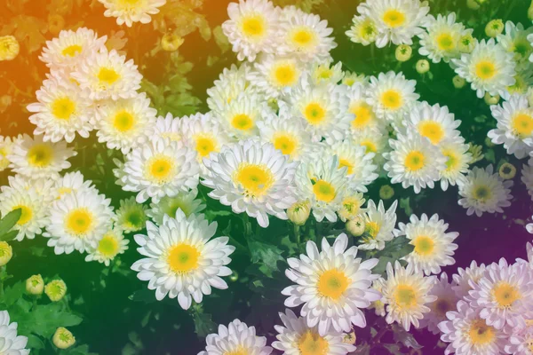 Weiße Chrysanthemen im pastellfarbenen Stil des Gartens — Stockfoto