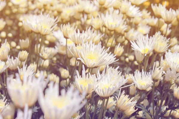 Weiße Chrysanthemen im pastellfarbenen Stil des Gartens — Stockfoto