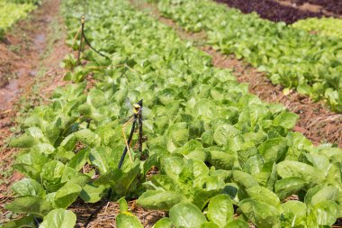 Organik hydroponic sebze yetiştirme Çiftliği'nde kırsal