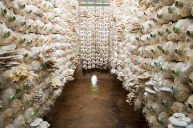 Bir grupta büyüyen organik mantar