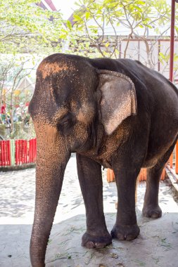 Ayutthaya, Tayland filler