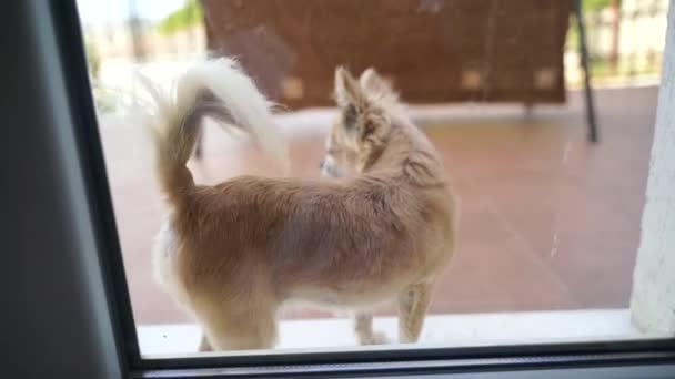 Chihuahua fuera de la ventana agitando su cola. Imágenes de alta calidad 4k. — Vídeos de Stock