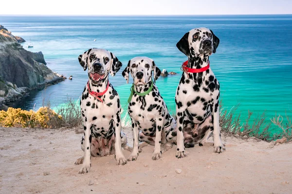 3つの従順なダルマチアの犬は紺碧の海の背景に座って その所有者を見てください 2匹の犬が赤 1匹が緑です 休日の概念とペットと海への旅行 — ストック写真