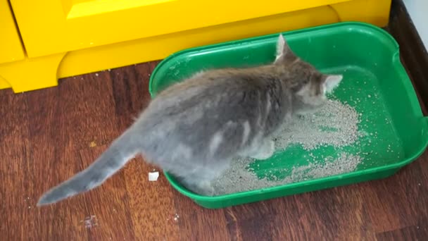 작은 회색 고양이가 쟁반에 그 충전재를 묻는다. 집안의 애완 동물. — 비디오