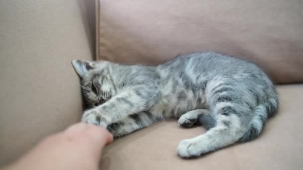 Трохи сірого кошеня лежить на дивані і грає з рукою чоловіка. Концепція домашніх тварин . — стокове відео