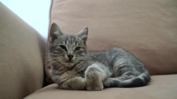Szary kotek leży na kanapie — Wideo stockowe