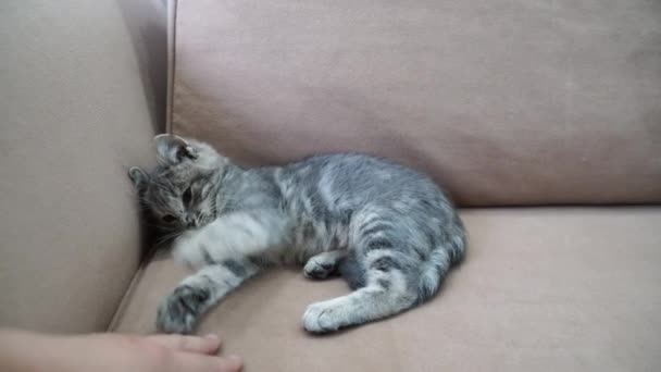 Küçük gri bir kedi yavrusu kanepede uzanıyor ve bir adamın eliyle oynuyor. Evcil hayvan konsepti. — Stok video