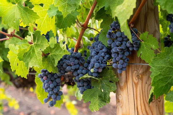 Uvas azules en un arbusto, finales del verano, fondo borroso, enfoque selectivo. — Foto de Stock