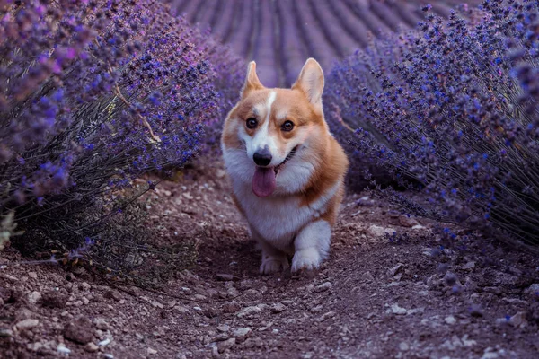 Pembroke Welsh Corgi corre en un gran campo de lavanda. Lavanda crece en filas. —  Fotos de Stock