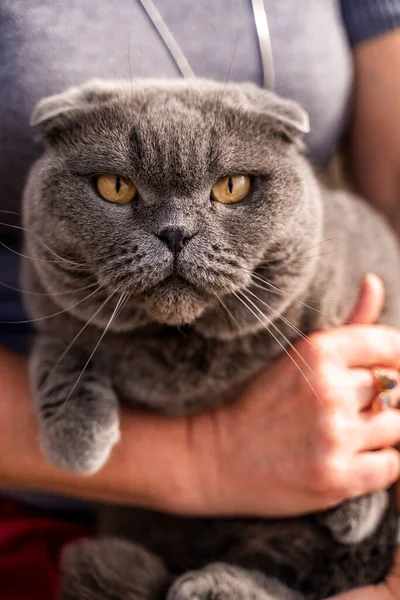 一只高贵而严肃的猫躺在他的怀里。苏格兰猫是一只短耳朵的苏格兰折叠猫，有苏格兰蓝灰色的毛. — 图库照片