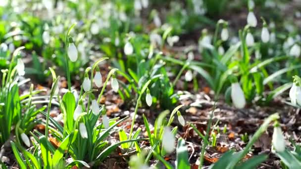 Białe opady śniegu wczesną wiosną w lesie, wczesną wiosną białe kwiaty w wiosennym lesie. Piękne dzikie krople śniegu kwitną. — Wideo stockowe