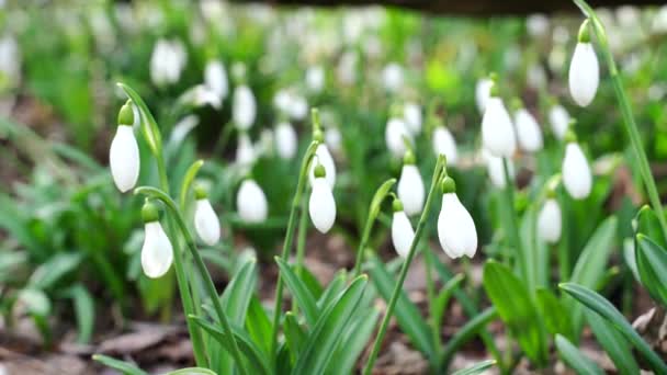 一个美丽的植物Galanthus nivalis的特写。春林中的白雪公主. — 图库视频影像