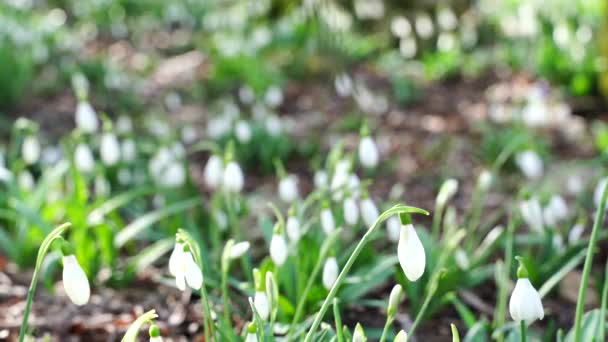 Białe opady śniegu wczesną wiosną w lesie, wczesną wiosną białe kwiaty w wiosennym lesie. Piękne dzikie krople śniegu kwitną. — Wideo stockowe