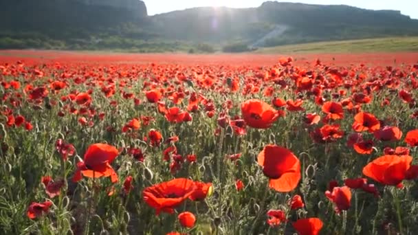 Campo de amapolas rojas al atardecer. Hermosas flores y composición de la naturaleza primavera. — Vídeo de stock