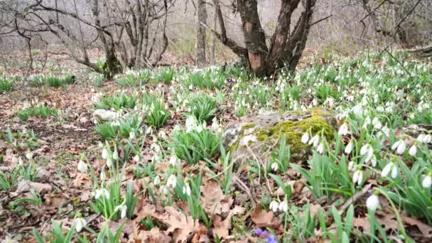 Gros plan d'une belle plante Galanthus nivalis. Déneigement ordinaire blanc dans la forêt printanière. — Video