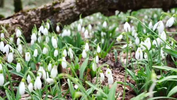 Primer plano de una hermosa planta Galanthus nivalis. Nieve blanca ordinaria en el bosque de primavera. — Vídeo de stock