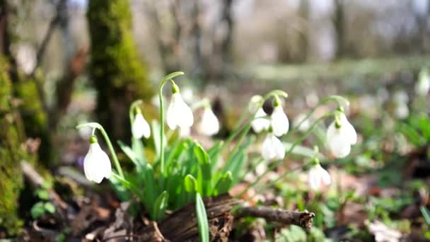 Close-up of a beautiful plant Galanthus nivalis. White ordinary snowdrop in the spring forest. — Stock Video