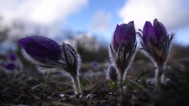 Rüya otları ya da Pulsatilla patens İlkbaharda dağlarda ormanda çiçek açar. Rüya çimi yakın plan, doğal bahar arka planı. Pulsatilla, seçici odak — Stok video
