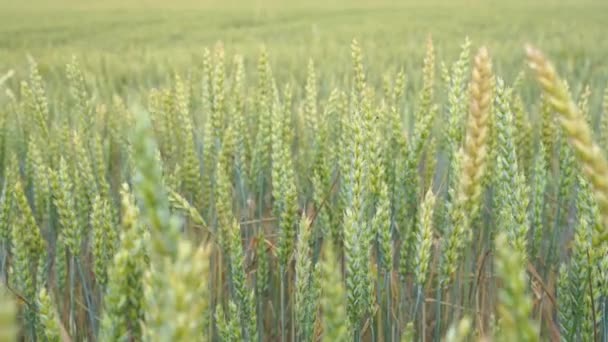 Caules de trigo verde sopram no vento. Campo de Trigo Natural. . — Vídeo de Stock