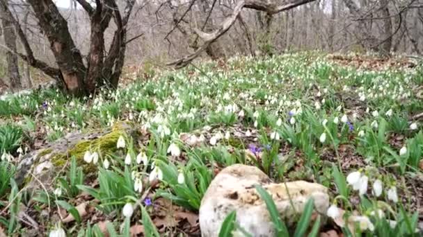 Közelkép egy gyönyörű növényről, Galanthus nivalis. Fehér közönséges hóvirág a tavaszi erdőben. — Stock videók