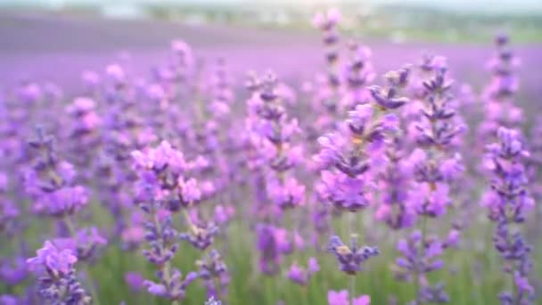 Uçsuz bucaksız tarlalarda açan lavanta çiçeği. Lavanta tarlalarındaki mor aromalı çiçeklerin lavanta çalılarına odaklan. Sinema çerçevelerinin yüksek kalitesi — Stok video