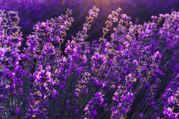 Flores de lavanda fecham em um campo de lavanda. ao pôr-do-sol. Conceito de viagem, aromaterapia. — Fotografia de Stock