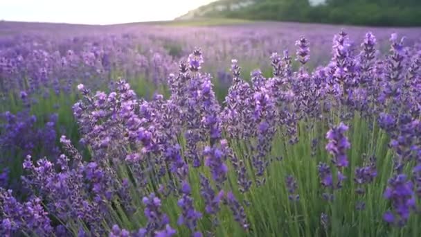 Kwiaty lawendy kwitnące pola zapachowe w niekończących się rzędach na zachodzie słońca. Selektywny nacisk na krzewy lawendowych purpurowych kwiatów aromatycznych na polach lawendowych. Wysokiej jakości materiał filmowy — Wideo stockowe
