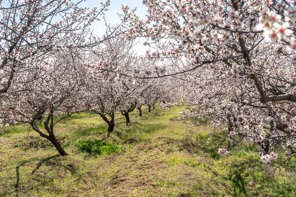 Large garden of white almond flowers, agriculture. Location for photo shoots.