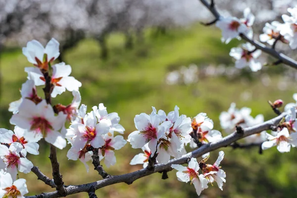 Hermosas flores de almendra en la rama del árbol de almont. — Foto de Stock