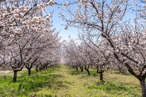 Large garden of white almond flowers, agriculture. Location for photo shoots.