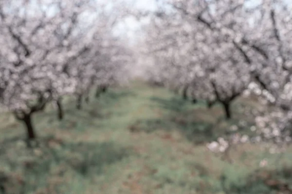 In the blur blooms a large garden of white almond flowers, farming. A place for photo shoots.