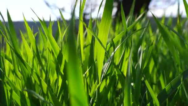Zöld fű háttér. Friss növekedés tavasszal. A szélben ringatózik. Magas zöld fű mozog a szélben, 4K — Stock videók