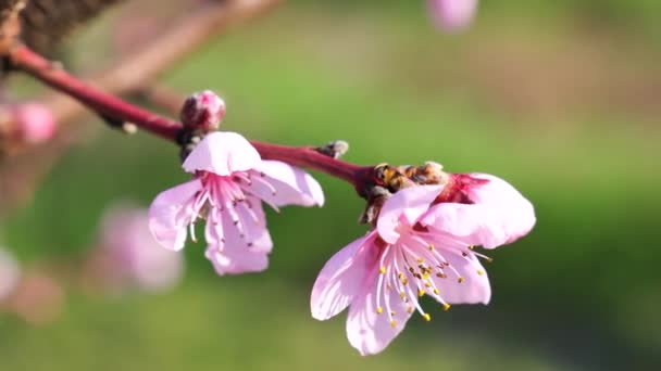 春の風に咲く桃のクローズアップ、晴れた日、緑の草を背景に、春の魅力的な花 — ストック動画