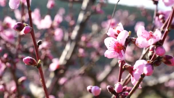 Close-up de pêssegos florescendo no vento na primavera, em tempo ensolarado, contra o pano de fundo de um jardim, flores encantadoras na primavera. — Vídeo de Stock