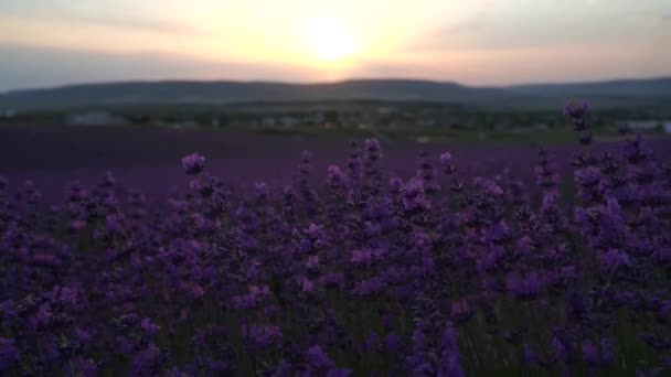 Fiori di lavanda fioriscono campi profumati in file infinite al tramonto. Focus selettivo sui cespugli di fiori aromatici viola lavanda nei campi di lavanda. Filmati cinematografici di alta qualità — Video Stock