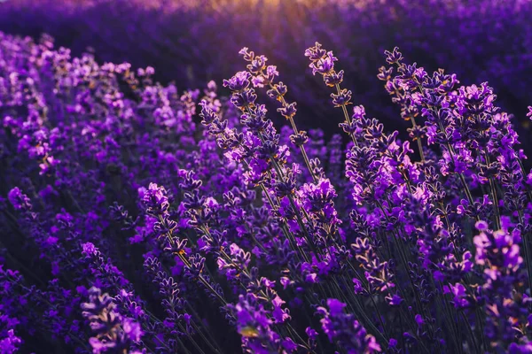 Flores de lavanda fecham em um campo de lavanda. ao pôr-do-sol. Conceito de viagem, aromaterapia. — Fotografia de Stock