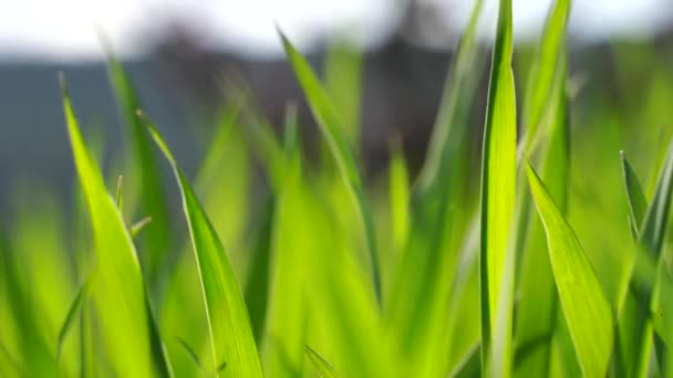 Zielona trawa. Świeży wzrost wiosną. Kołysząc się na wietrze. Wysoka zielona trawa porusza się na wietrze, 4K — Wideo stockowe
