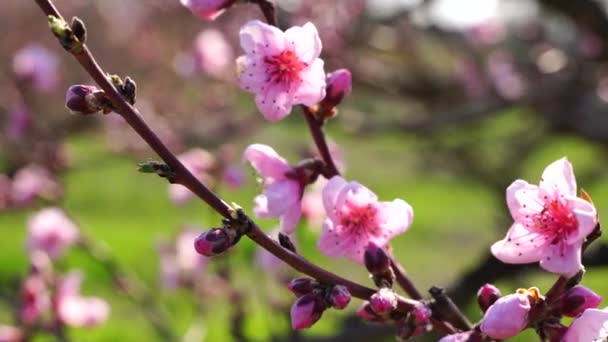 Närbild av blommande persikor i vinden på våren, i soligt väder, mot en bakgrund av grönt gräs, charmiga blommor på våren — Stockvideo