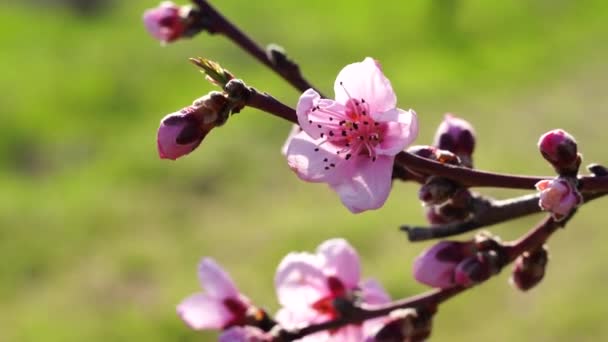 Närbild av blommande persikor i vinden på våren, i soligt väder, mot en bakgrund av grönt gräs, charmiga blommor på våren — Stockvideo