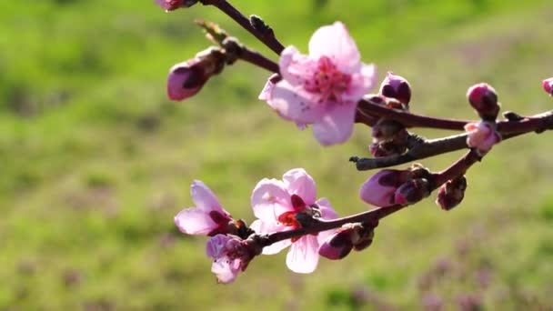 Zbliżenie kwitnących brzoskwiń na wietrze wiosną, w słoneczną pogodę, na tle zielonej trawy, urocze kwiaty wiosną — Wideo stockowe
