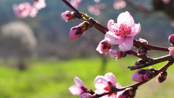 Närbild av blommande persikor i vinden på våren, i soligt väder, mot en bakgrund av grönt gräs, charmiga blommor på våren — Stockvideo