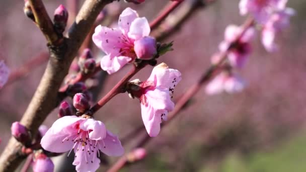 Närbild av blommande persikor i vinden på våren, i soligt väder, mot bakgrund av en trädgård, charmiga blommor på våren. — Stockvideo