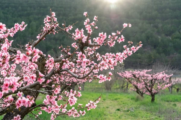 Flores rosas, melocotonero floreciente en primavera. Hierba verde y montaña con sol poniente como fondo. — Foto de Stock