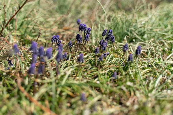 Blaue Muscari-Blumen blühen im Garten. Frühlingsblumen. Blaue Muscari mit verschwommenem Hintergrund. — Stockfoto