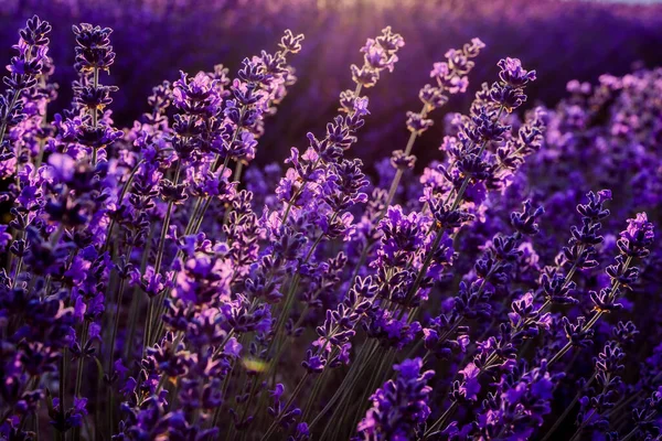 Лавандовые цветы закрываются на лавандовом поле. в свете заката. Концепция путешествий, ароматерапия. — стоковое фото