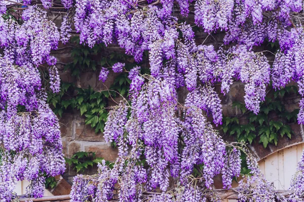 Naturalna dekoracja z dużym drzewem wisteria. Wisteria kwitnie tło ściany. Wisteria kwiaty na tle kamiennej ściany — Zdjęcie stockowe