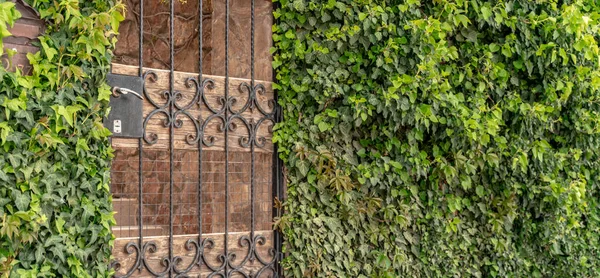 Castle gate arch with ivy. The arch of the castle gate is covered with green ivy. The entrance to the house is with iron bars and a brick wall covered with green ivy. — Stock Photo, Image
