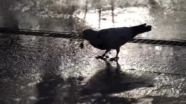 Waterstralen van de stadsfontein in het park in de stralen van de zonsondergang. Kinderen rennen in de fontein, duiven lopen op de grond. Waterdruk en hoofd. Spetterend water. Langzame beweging. Sluiten. — Stockvideo
