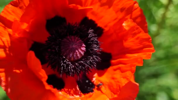 Un campo de amapolas en un día soleado brillante, muchas flores rojas hermosas se balancean en el viento. Fondo floral. — Vídeos de Stock