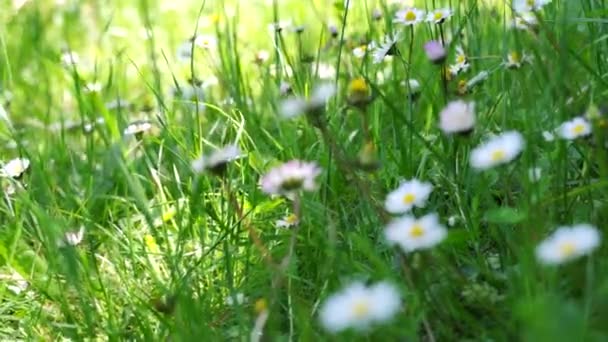 Fiori di marguerite bianca prati campo. Passeggiando attraverso il prato estivo, campo di fiori, godendo margherite, agitando nel vento — Video Stock